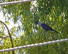 Image result for Crow in Karachi