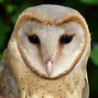 Image result for Barn Owl Wallpaper