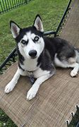 Image result for White Female Siberian Husky