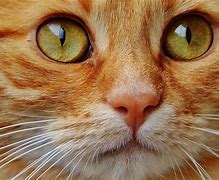 Image result for Cat Nose Shape