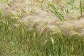 Image result for Foxtail Barley