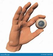 Image result for Human Eyeball