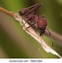 Image result for Genus Atta Ant