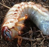 Image result for Hercules Beetle Pupa