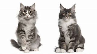 Image result for Maine Coon Serval Mix Cat