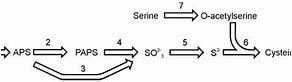 Image result for cysteine synthesis