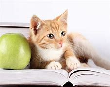 Image result for Animal Studying