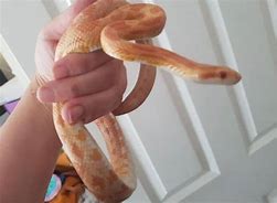 Image result for corn snake morphs