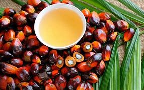 Image result for Kandungan KELAPA SAWIT