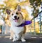 Image result for Corgi with Buzz Cut