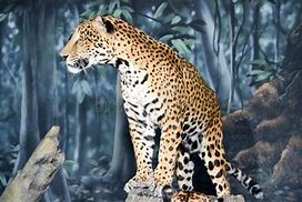 Image result for Leopard Standing