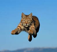 Image result for Bobcat