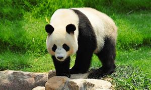 Image result for Panda Excess