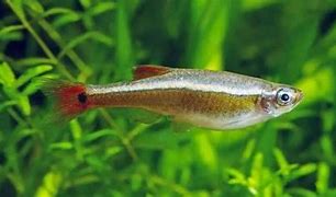 Image result for Ikan Laut Kecik