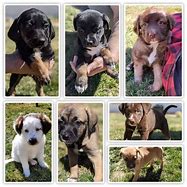 Image result for Aussie Mix Puppies