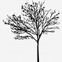 Image result for Black and White Tree with Roots