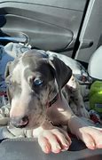 Image result for 12 Week Old Great Dane Puppy