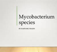 Image result for Mycobacterium Species