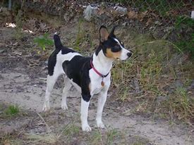 Image result for decker rat terrier