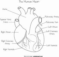 Image result for Blank Heart Diagram Worksheet