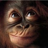 Image result for Hilarious Monkey Pictures