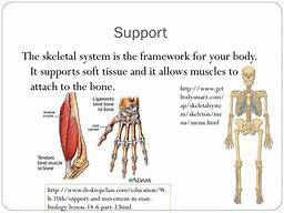 Image result for Skeleton Function