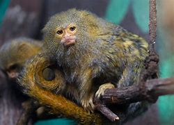 Image result for Pygmy Marmoset Tree Sap