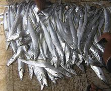 Image result for Ikan Laut Segar