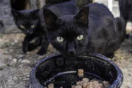 Image result for Stray Black Cat Trash