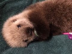 Image result for Sea Otter