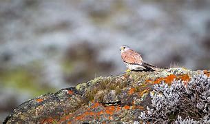 Image result for Lesser Kestrel