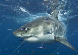 Image result for Lemon Shark and Pilot Fish