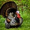 Image result for Turkey Animal Picture