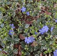 Image result for Vinca Minor Shurgert