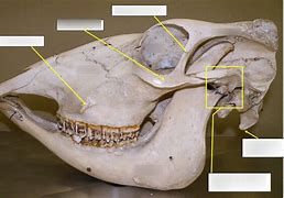 Image result for Bovine Skull