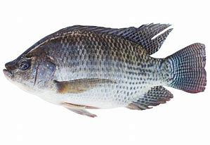 Image result for Tilapia Entera