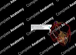 Image result for Atrioventricular Nodal Artery