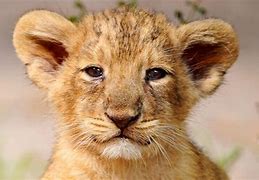 Image result for Lion Protecting Cub Pic