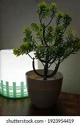 Image result for Bonsai at Night