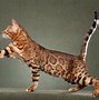 Image result for Svahna Cat