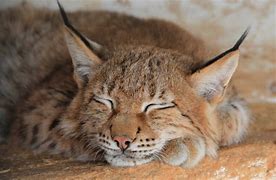 Image result for Beautiful Lynx