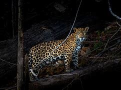 Image result for Amazonian Jaguar