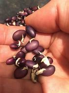 Image result for Sprouted Black Beans