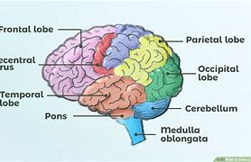 Image result for 12 Parts of the Brain