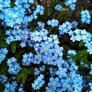 Image result for Forget-Me-Not