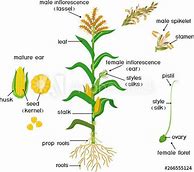 Image result for Anatomy of Corn Plant