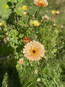 Image result for Good Morning Marigold Flowers