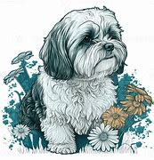 Image result for Shih Tzu PNG