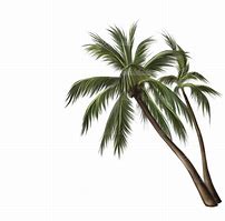 Image result for Palm Tree Plant