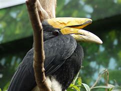 Image result for Rhinoceros Hornbill